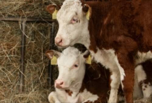 Συναγερμός για αφθώδη πυρετό στη Λέσβο