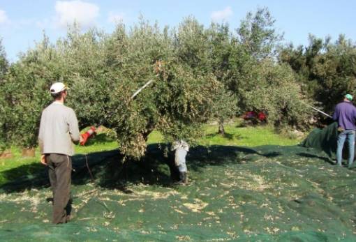 Εκλέγουν νέο ΔΣ οι αγροτοκτηνοτρόφοι Δ. Σπάρτης