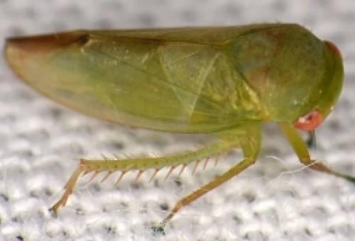 Επιστήμονας ανακάλυψε επτά παράξενα βατραχόμορφα έντομα