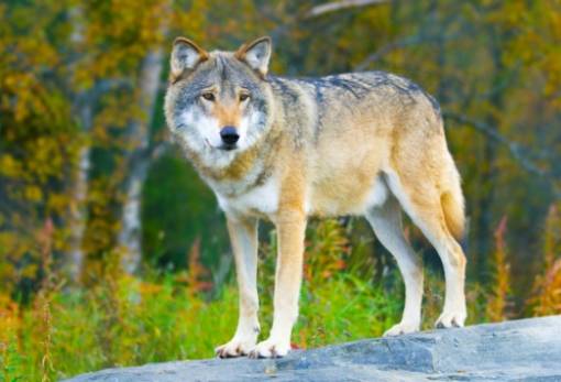 Αίρεται στην ΕΕ το καθεστώς «αυστηρής προστασίας» για τον λύκο