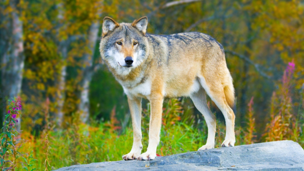 &Alpha;ί&rho;&epsilon;&tau;&alpha;&iota; &sigma;&tau;&eta;&nu; &Epsilon;&Epsilon; &tau;&omicron; &kappa;&alpha;&theta;&epsilon;&sigma;&tau;ώ&sigmaf; &laquo;&alpha;&upsilon;&sigma;&tau;&eta;&rho;ή&sigmaf; &pi;&rho;&omicron;&sigma;&tau;&alpha;&sigma;ί&alpha;&sigmaf;&raquo; &gamma;&iota;&alpha; &tau;&omicron;&nu; &lambda;ύ&kappa;&omicron;