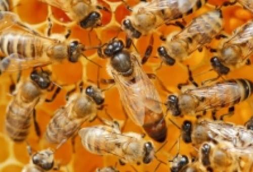 Η «σιωπηλή επιλογή» στην κυψέλη: πώς γεννιέται μια βασίλισσα