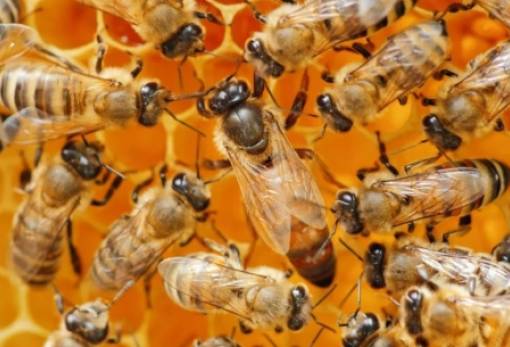 Η «σιωπηλή επιλογή» στην κυψέλη: πώς γεννιέται μια βασίλισσα