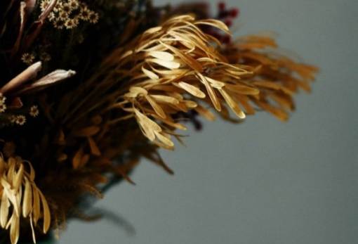 Γιατί τα αποξηραμένα φυτά είναι «απαγορευτικά» για το Φενγκ Σούι;