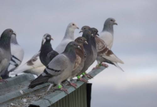 Αλεξανδρούπολη: Πανελλήνιο πρωτάθλημα... 5.800 ταξιδιωτικών περιστεριών