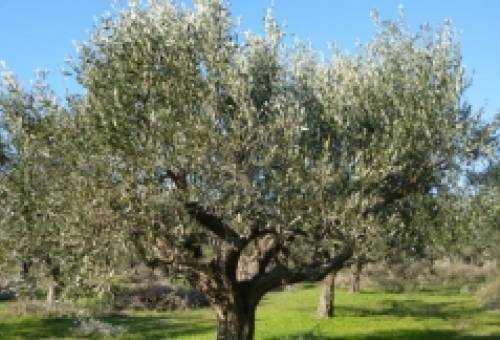 Τελειώνει ο χρόνος για το Λάγιο Κροκεών