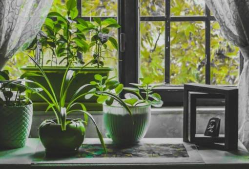 Πώς θα επιβιώσουν τα φυτά σου όσο λείπεις σε διακοπές