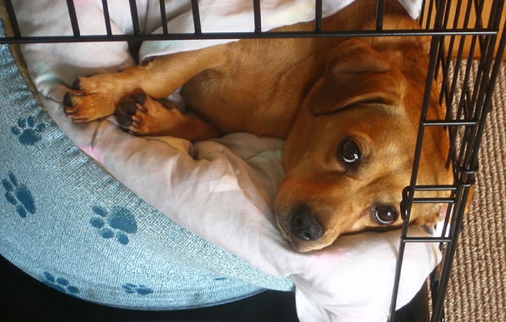 &Pi;ώ&sigmaf; &nu;&alpha; &mu;ά&theta;&omega; &tau;&omicron;&nu; &sigma;&kappa;ύ&lambda;&omicron; &mu;&omicron;&upsilon; &nu;&alpha; &mu;&epsilon;ί&nu;&epsilon;&iota; &mu;ό&nu;&omicron;&sigmaf; &tau;&omicron;&upsilon; &sigma;&epsilon; &delta;&iota;&alpha;&mu;έ&rho;&iota;&sigma;&mu;&alpha;