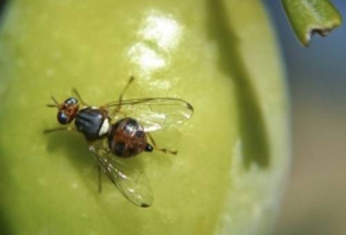 Σε έξαρση ο δάκος σε ελαιώνες στις περιοχές Μολάων και Ελιάς