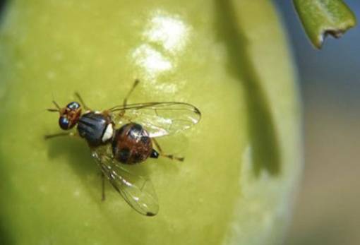 Σε έξαρση ο δάκος σε ελαιώνες στις περιοχές Μολάων και Ελιάς