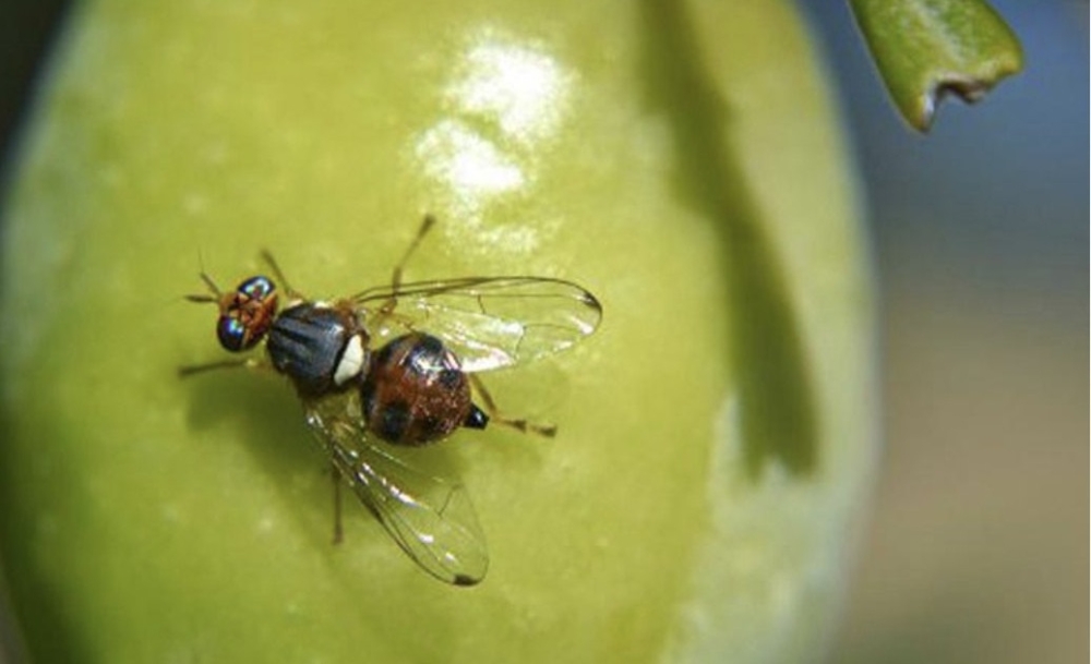 Σε έξαρση ο δάκος σε ελαιώνες στις περιοχές Μολάων και Ελιάς