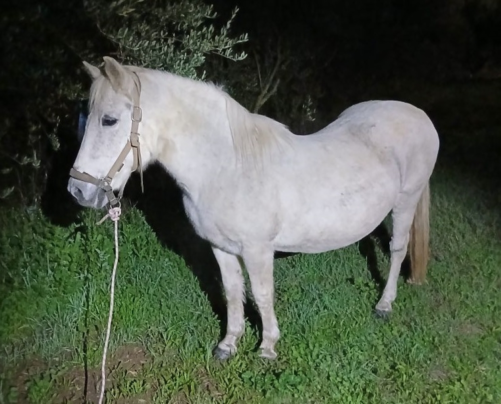 &Alpha;&sigma;&upsilon;&nu;ή&theta;&iota;&sigma;&tau;&omicron;&sigmaf; &laquo;&pi;&epsilon;&rho;&iota;&pi;&alpha;&tau;&eta;&tau;ή&sigmaf;&raquo; &xi;&eta;&mu;&epsilon;&rho;ώ&mu;&alpha;&tau;&alpha; &sigma;&tau;&eta; &Sigma;&pi;ά&rho;&tau;&eta;