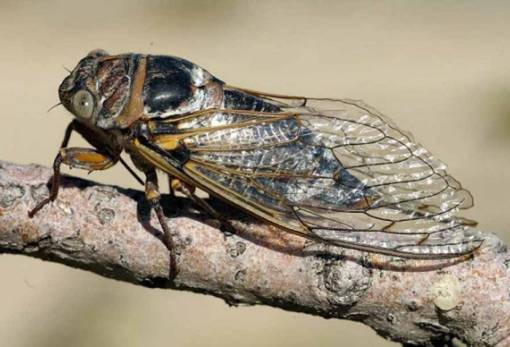 Τζιτζίκια θα καταλάβουν τις ΗΠΑ το καλοκαίρι του 24