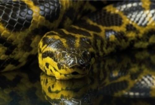 Μελέτη αποκαλύπτει:Τα ανακόντα έχουν το ίδιο μέγεθος εδώ και 12,4 εκατομμύρια χρόνια