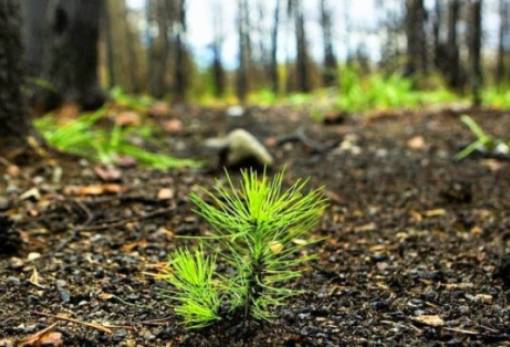 Ελεγκτικό Συνέδριο: «Κίτρινες κάρτες» για τις αναδασώσεις