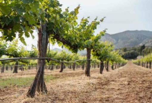 Αμπέλι: Η κατανομή των αδειών φύτευσης 2024 σε περιφερειακό επίπεδο