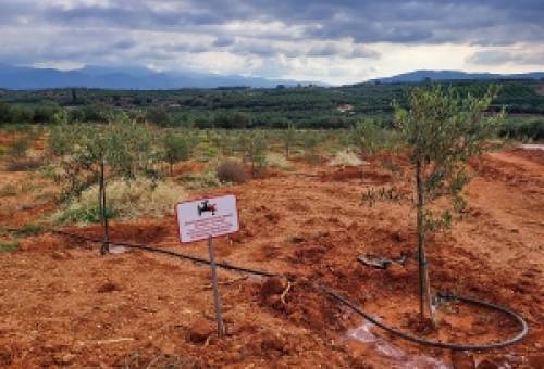 Άρδευση χωραφιών μέσω του Βιολογικού Μολάων