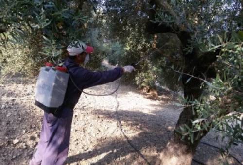 Τρίτος γύρος δακοκτονίας από Δευτέρα στις Κροκεές