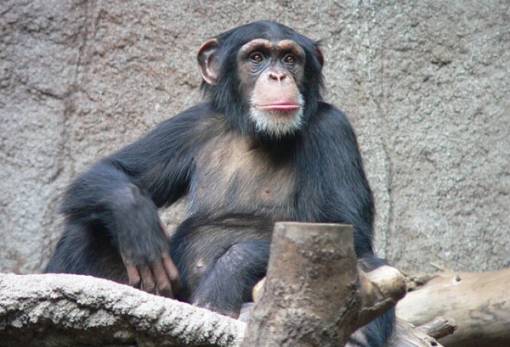 Μεξικό: Νεκροί δεκάδες υπό εξαφάνιση πίθηκοι από τον καύσωνα και την ξηρασία