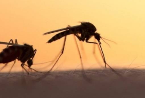 Σε επιφυλακή για τη μετάδοση νοσημάτων από τα κουνούπια