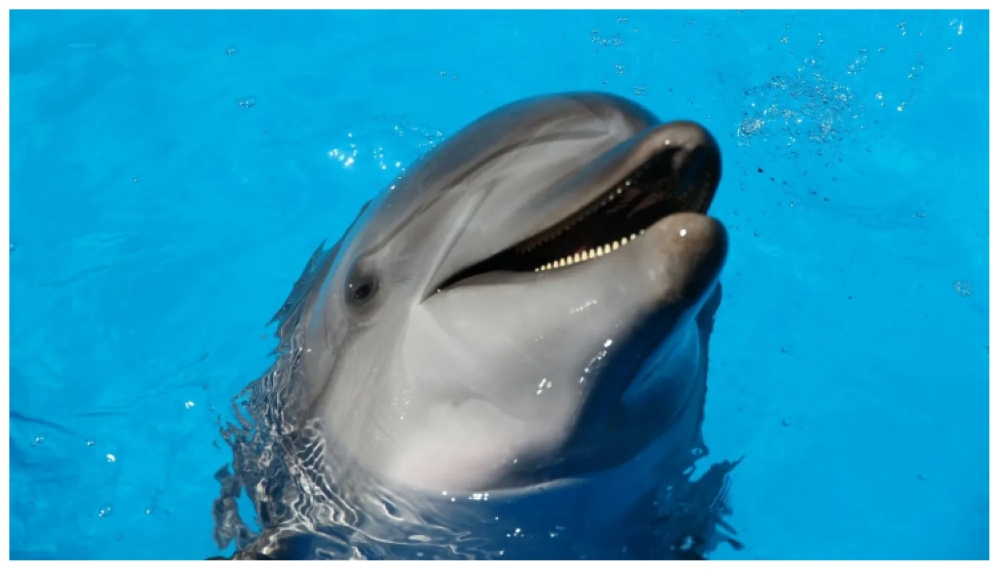 &Alpha;&kappa;ό&mu;&eta; &kappa;&alpha;&iota; &sigma;&tau;&omicron;&nu; &alpha;έ&rho;&alpha; &pi;&omicron;&upsilon; &epsilon;&kappa;&pi;&nu;έ&omicron;&upsilon;&nu; &tau;&alpha; &delta;&epsilon;&lambda;&phi;ί&nu;&iota;&alpha; &beta;&rho;έ&theta;&eta;&kappa;&alpha;&nu; &mu;&iota;&kappa;&rho;&omicron;&pi;&lambda;&alpha;&sigma;&tau;&iota;&kappa;ά