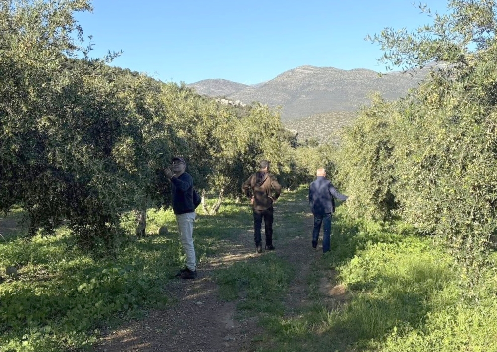 &Pi;&rho;ώ&tau;&eta; &alpha;&pi;&omicron;&tau;ί&mu;&eta;&sigma;&eta; &tau;&eta;&sigmaf; &zeta;&eta;&mu;&iota;ά&sigmaf; &sigma;&tau;&omicron;&nu; &chi;&alpha;&lambda;&alpha;&zeta;ό&pi;&lambda;&eta;&kappa;&tau;&omicron; &epsilon;&lambda;&alpha;&iota;ώ&nu;&alpha; &tau;&omicron;&upsilon; &Delta;. &Mu;&omicron;&nu;&epsilon;&mu;&beta;&alpha;&sigma;ί&alpha;&sigmaf;