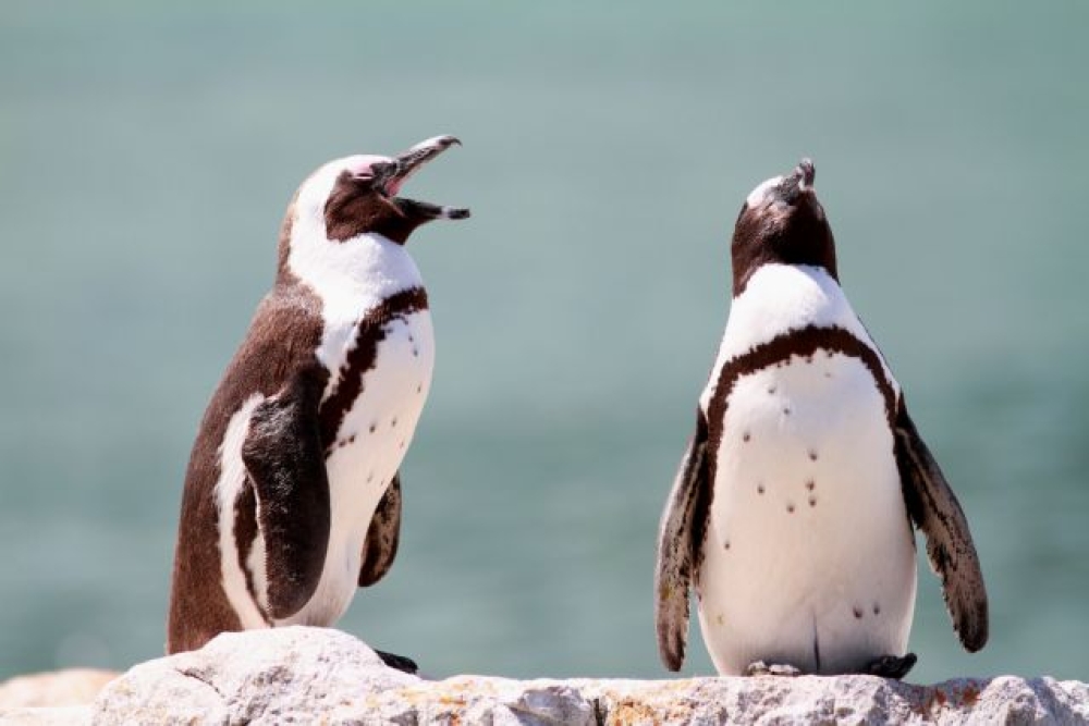Οι αφρικανικοί πιγκουίνοι ίσως εξαφανιστούν μέχρι το 2035