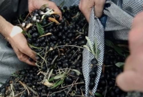 Στο πλευρό των παραγωγών ελιάς Καλαμών το Δημοτικό Συμβούλιο Ευρώτα