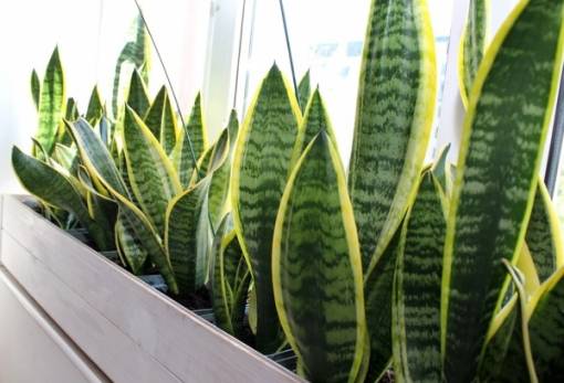 4 φυτά εσωτερικού χώρου που αγαπούν να τα παραμελείς