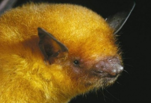 Ανακαλύφθηκε η χρυσή νυχτερίδα του Μίδα