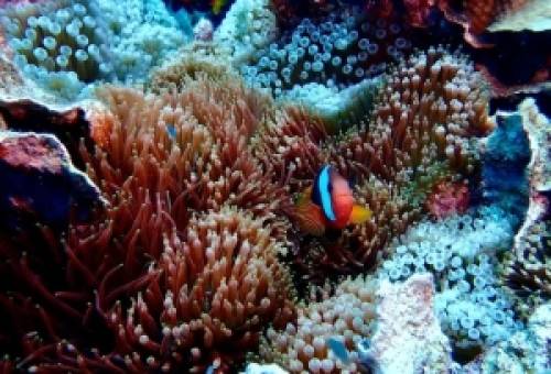 Μητέρα και κόρη εντόπισαν τη μεγαλύτερη αποικία κοραλλιών που έχει καταγραφεί