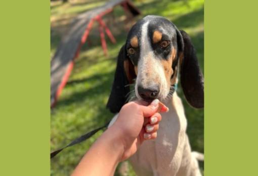 Χνουδωτές Διαδρομές: Ο Πάρεξ περιμένει να κάνει μία νέα αρχή!