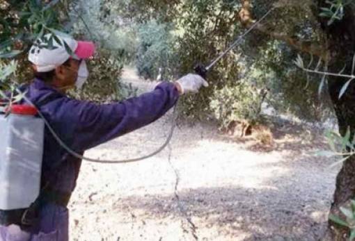 Δεύτερος ψεκασμός δακοκτονίας σε Ζαραφώνα και Καρίτσα