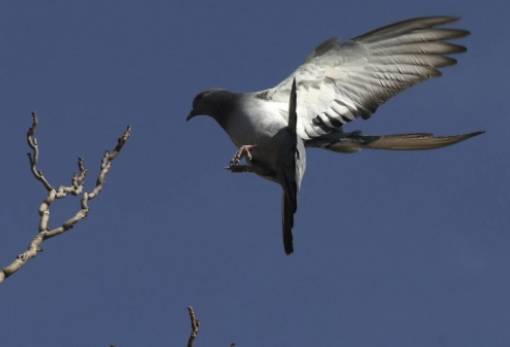 «Εξαιρετικά σπάνιο» μήνυμα περιστεριού ηλικίας 100 ετών βρέθηκε στη Γαλλία