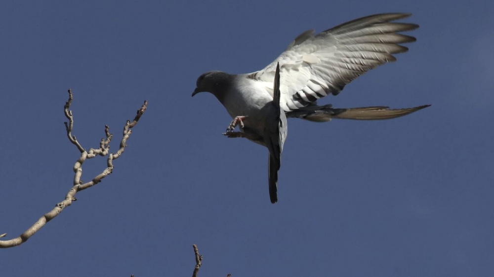 &laquo;&Epsilon;&xi;&alpha;&iota;&rho;&epsilon;&tau;&iota;&kappa;ά &sigma;&pi;ά&nu;&iota;&omicron;&raquo; &mu;ή&nu;&upsilon;&mu;&alpha; &pi;&epsilon;&rho;&iota;&sigma;&tau;&epsilon;&rho;&iota;&omicron;ύ &eta;&lambda;&iota;&kappa;ί&alpha;&sigmaf; 100 &epsilon;&tau;ώ&nu; &beta;&rho;έ&theta;&eta;&kappa;&epsilon; &sigma;&tau;&eta; &Gamma;&alpha;&lambda;&lambda;ί&alpha;