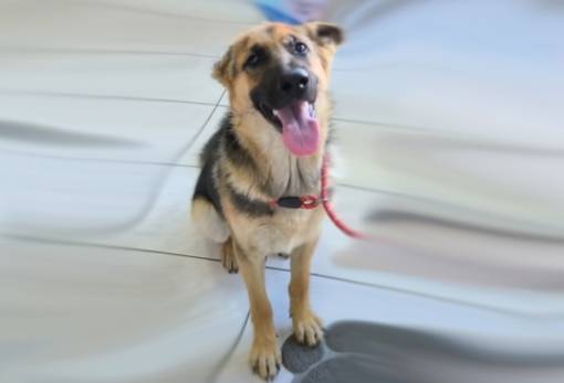 Χνουδωτές διαδρομές: Γνωρίστε τον Ρεξ