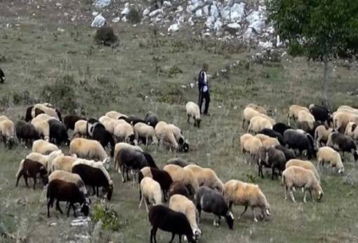 4,2 εκατ. ευρώ σε κτηνοτρόφους για ζώα που θανατώθηκαν λόγω επιζωοτιών