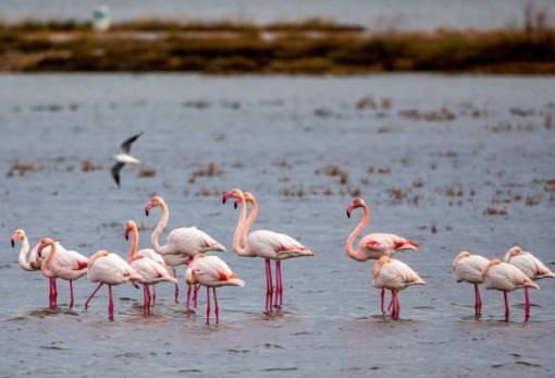 Απαγόρευση για τα μολύβδινα σκάγια σε υγροτόπους