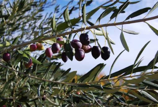 Σχέδιο-«ασπίδα» για τον ελαιώνα