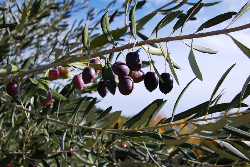 &Sigma;&chi;έ&delta;&iota;&omicron;-&laquo;&alpha;&sigma;&pi;ί&delta;&alpha;&raquo; &gamma;&iota;&alpha; &tau;&omicron;&nu; &epsilon;&lambda;&alpha;&iota;ώ&nu;&alpha;