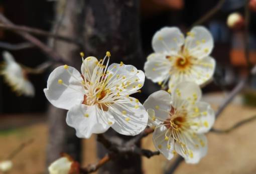 Φενγκ Σούι: Το φυτό που θα σου φέρει τύχη τον χειμώνα