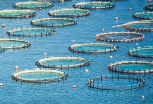 Νέο πρόγραμμα 26 εκατ. ευρώ για την ενίσχυση της μεταποίησης προϊόντων αλιείας και υδατοκαλλιέργειας