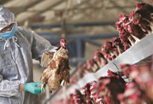 Γρίπη των πτηνών: Συστάσεις για αυξημένη επαγρύπνηση από το ECDC