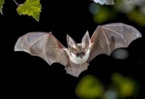 Πώς οι νυχτερίδες σώζουν την τεκίλα: Το μεγάλο πείραμα της ερήμου στο Μεξικό