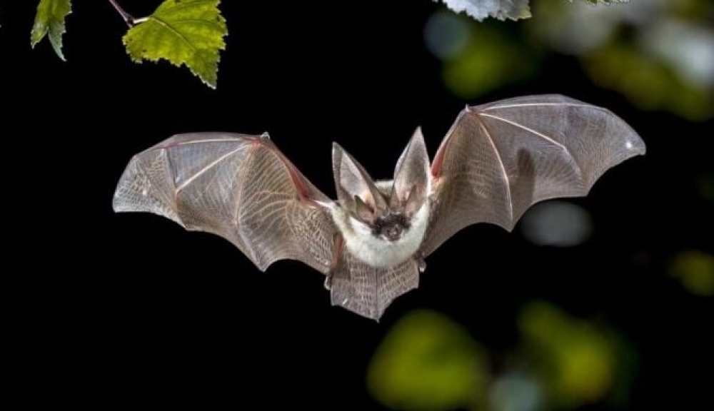 Πώς οι νυχτερίδες σώζουν την τεκίλα: Το μεγάλο πείραμα της ερήμου στο Μεξικό