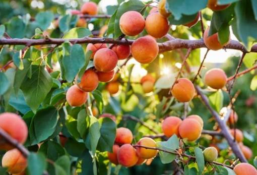 Βερίκοκα: Μείωση 6% της ελληνικής παραγωγής