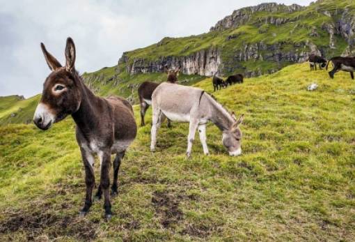 Γάιδαρος: Δημιουργήθηκε το πρώτο έμβρυο με τεχνητή γονιμοποίηση