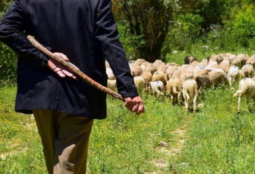 Πληρωμές Κτηνοτρόφων: Τι διευκρινίζει η ΑΑΔΕ