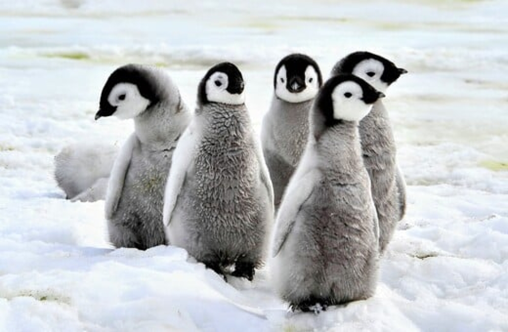 &Eta; &Gamma;&rho;ί&pi;&eta; &tau;&omega;&nu; &Pi;&tau;&eta;&nu;ώ&nu; &alpha;&pi;&epsilon;&iota;&lambda;&epsilon;ί &tau;&eta;&nu; &Alpha;&nu;&tau;&alpha;&rho;&kappa;&tau;&iota;&kappa;ή &mu;&epsilon; &omicron;&iota;&kappa;&omicron;&lambda;&omicron;&gamma;&iota;&kappa;ή &kappa;&alpha;&tau;&alpha;&sigma;&tau;&rho;&omicron;&phi;ή