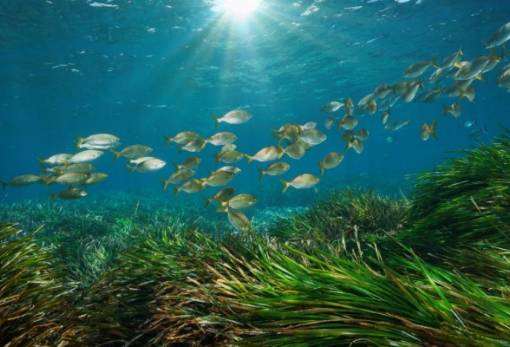 Πρωτόγνωροι θαλάσσιοι καύσωνες ρημάζουν τη θάλασσα και της ακτές